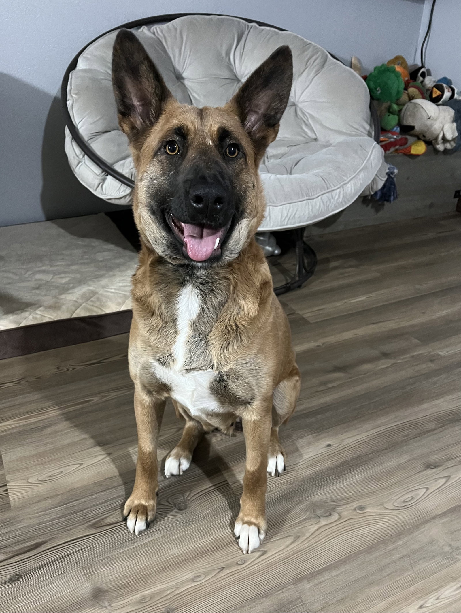 Dog for Adoption India, a Shepherd in Martin County, MN Alpha Paw