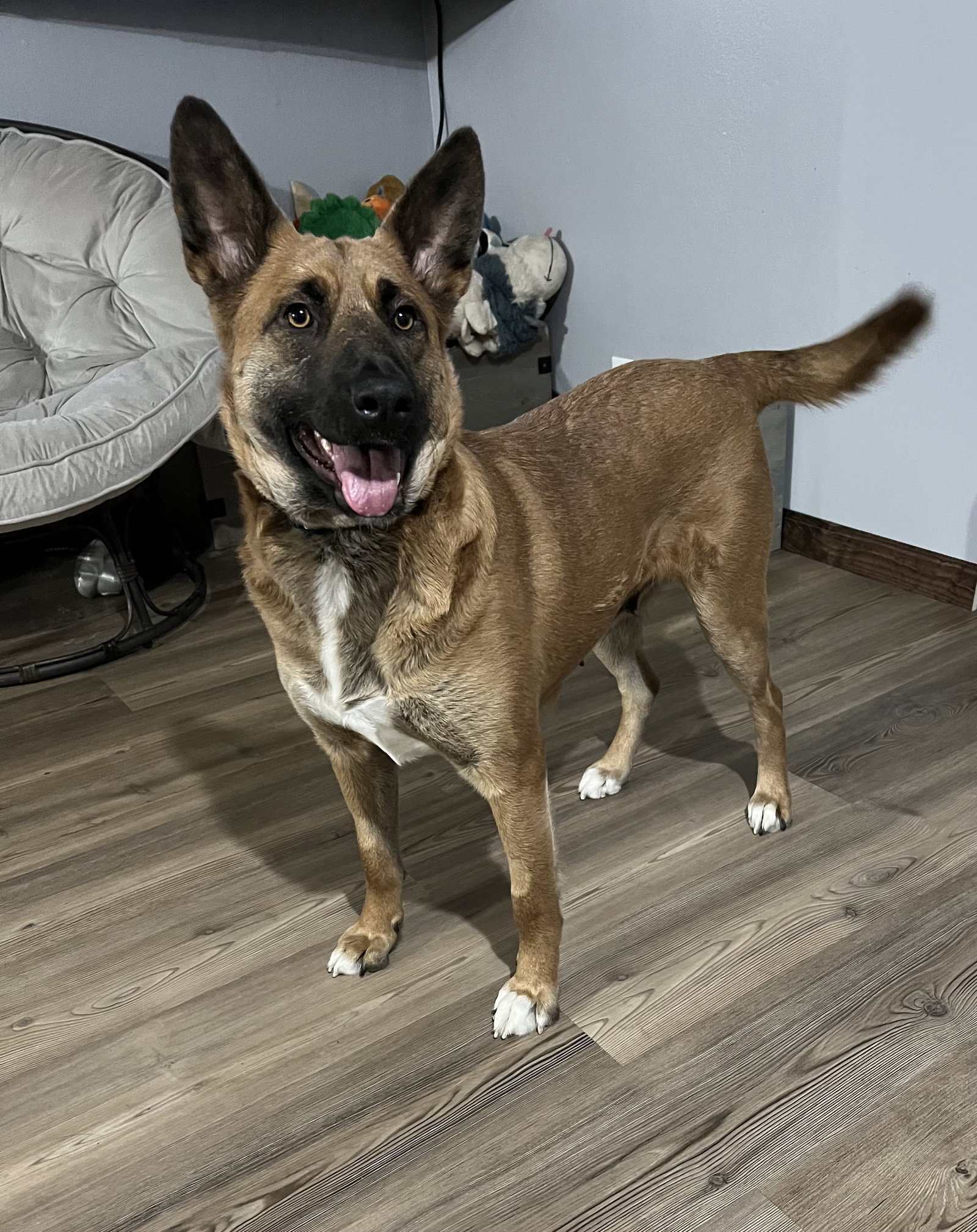 Dog for Adoption India, a Shepherd in Martin County, MN Alpha Paw