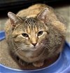 adoptable Cat in , IA named Wally