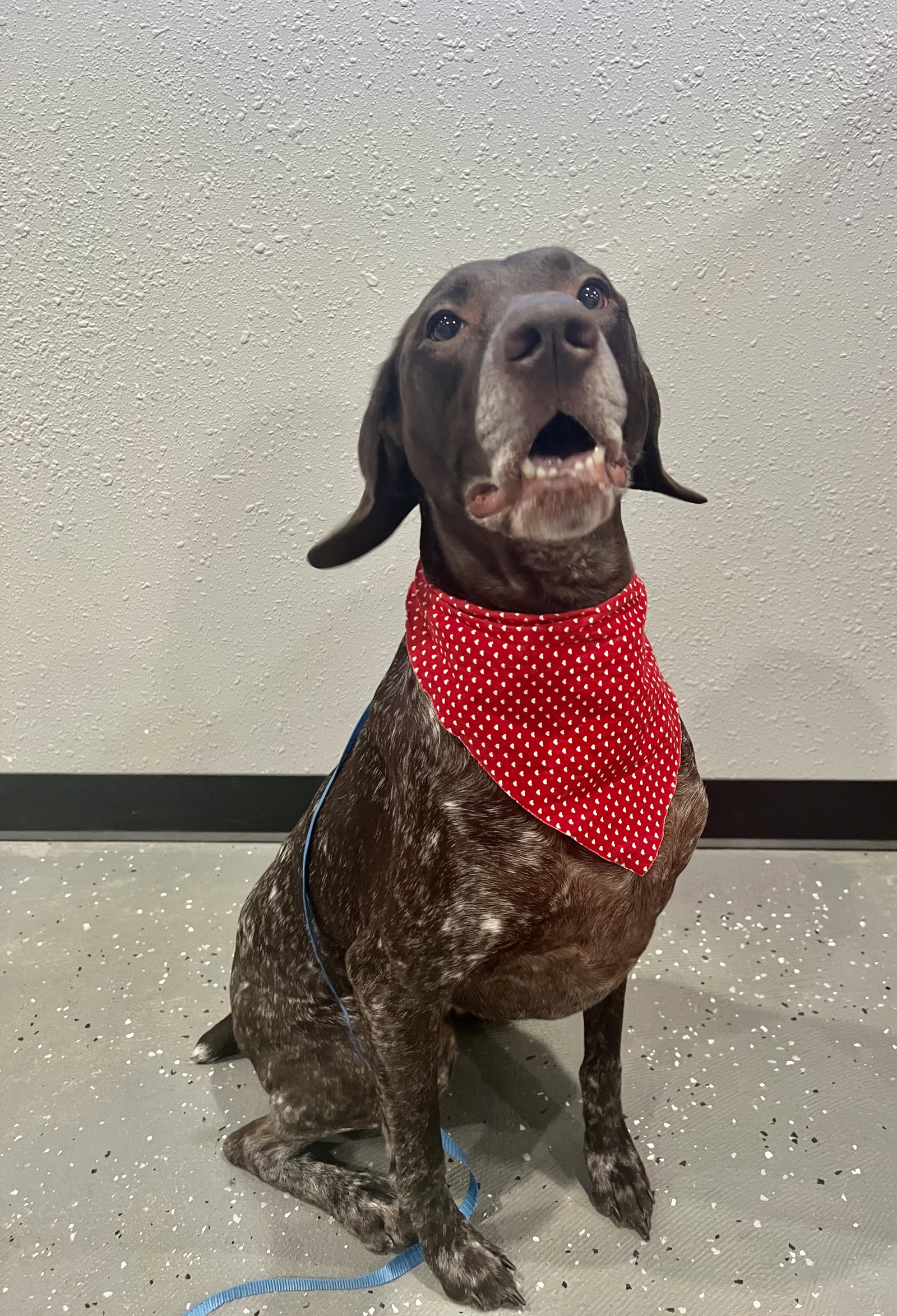 Dog for Adoption Grace, a German Shorthaired Pointer in Fairmont, MN Alpha Paw