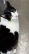 adoptable Cat in estherville, IA named Sissy