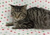 Hardee - Photo 4