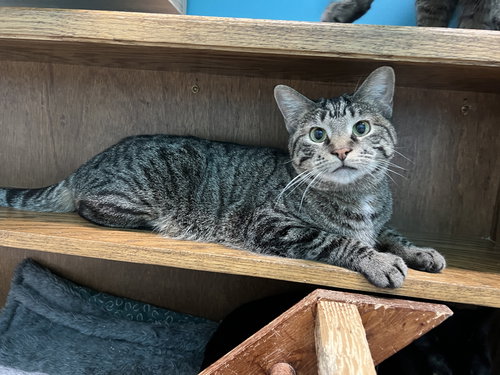 HARDEE - Domestic Short Hair available for adoption