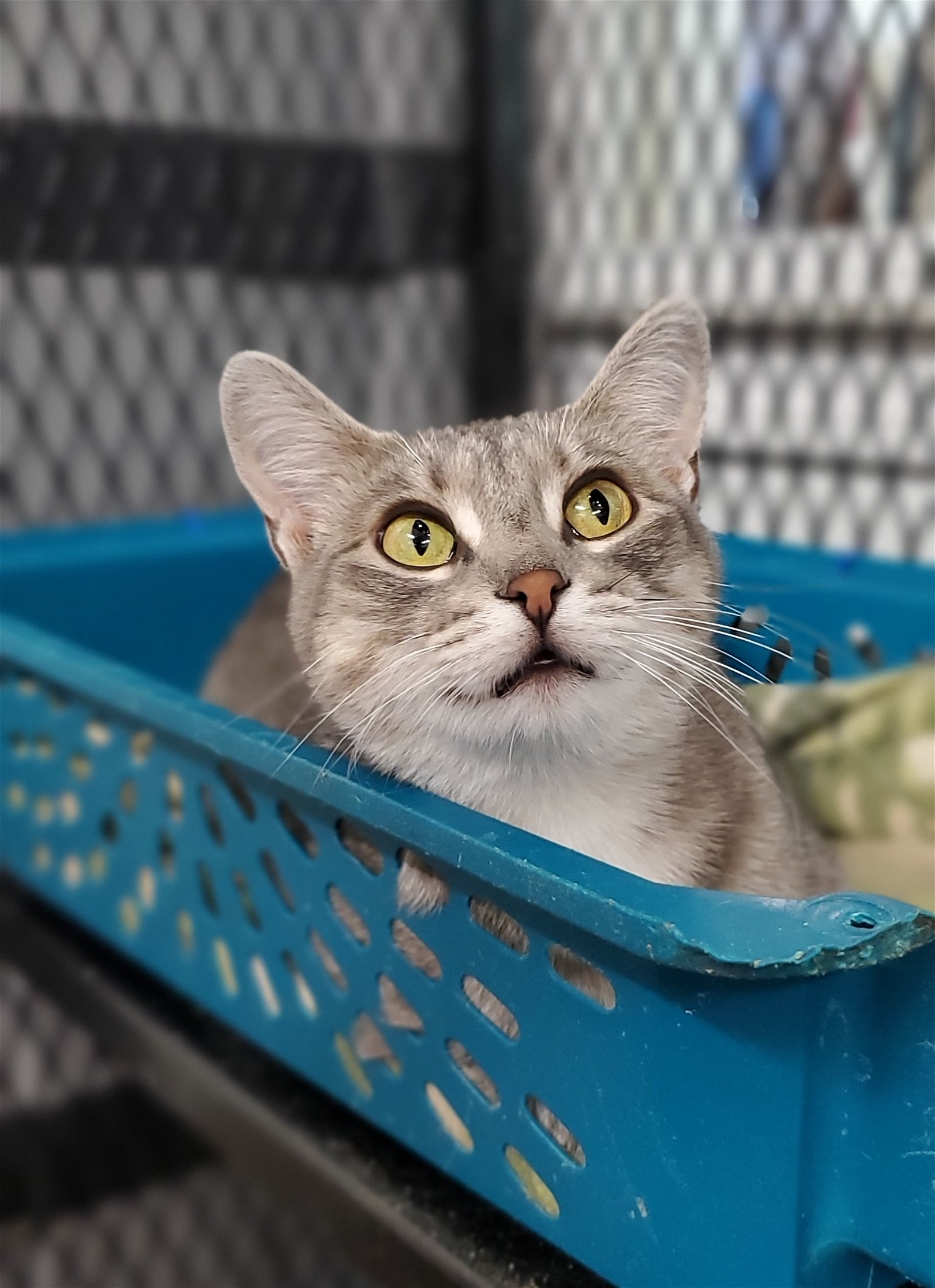 adoptable Cat in Estherville, IA named Graymalkin