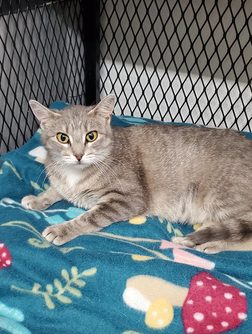GRAYMALKIN - Domestic Short Hair available for adoption