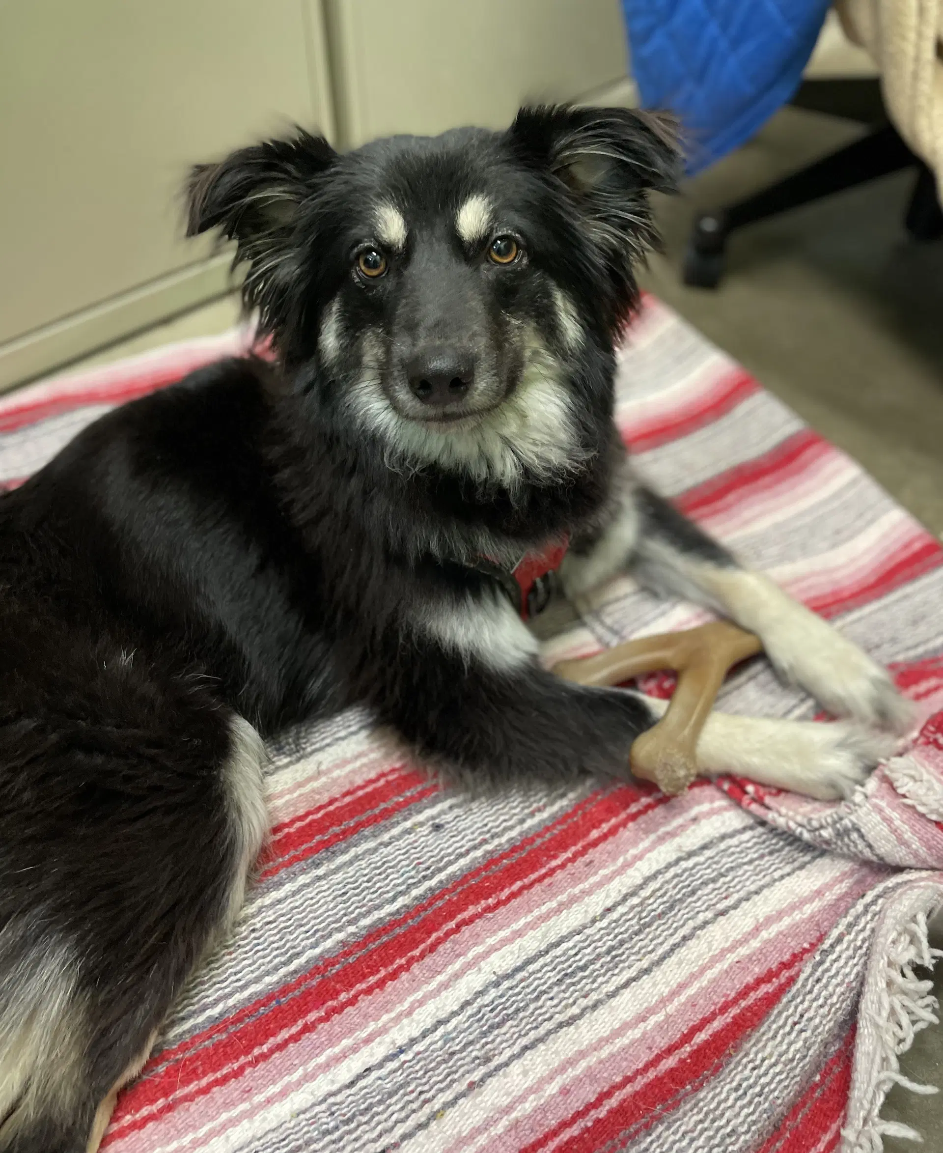 Misty - Australian Shepherd