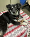 adoptable Dog in Estherville, IA named Misty