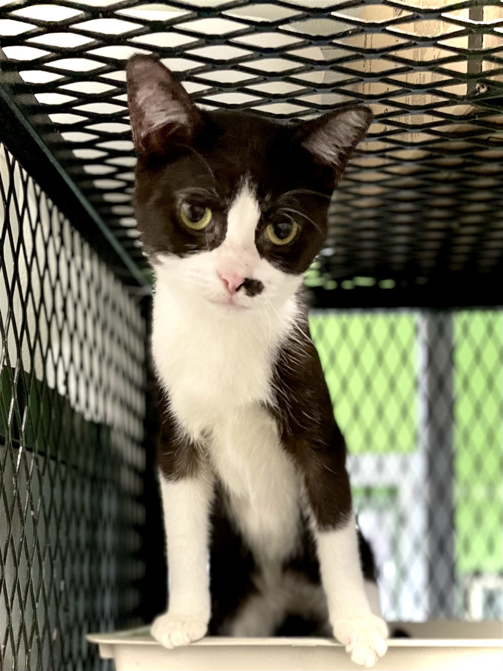 adoptable Cat in Estherville, IA named Patchy