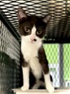 adoptable Cat in , IA named Patchy