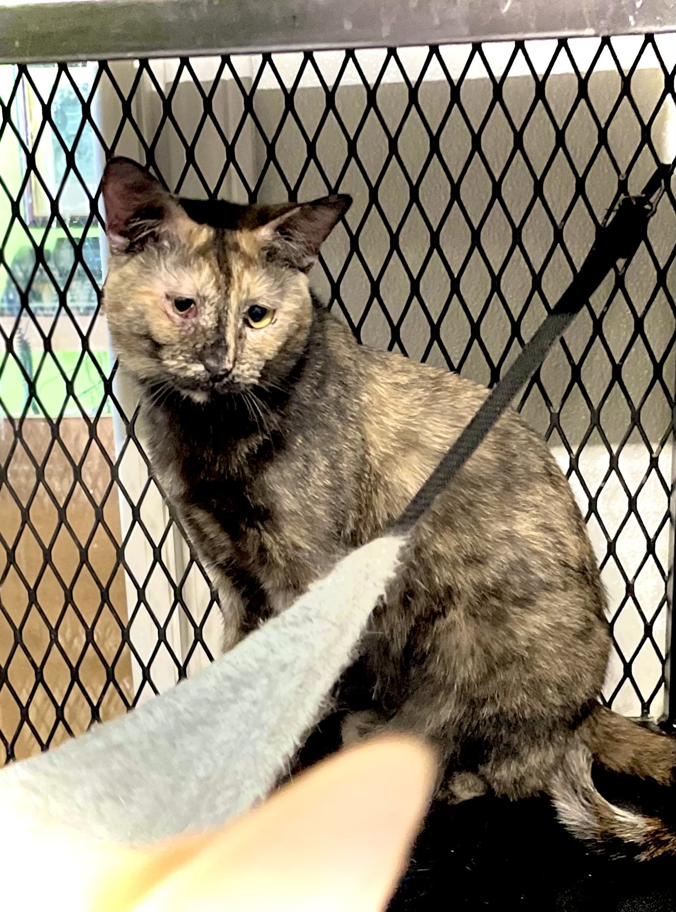 adoptable Cat in Estherville, IA named Tori