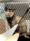 adoptable Cat in estherville, IA named Tori