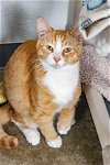 adoptable Cat in estherville, IA named Pip