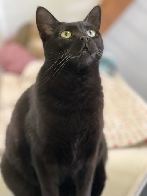 POPPY - Domestic Short Hair available for adoption