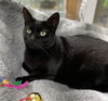 Poppy - Photo 3