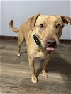 adoptable Dog in estherville, IA named Raya