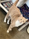 adoptable Cat in , IA named Travis