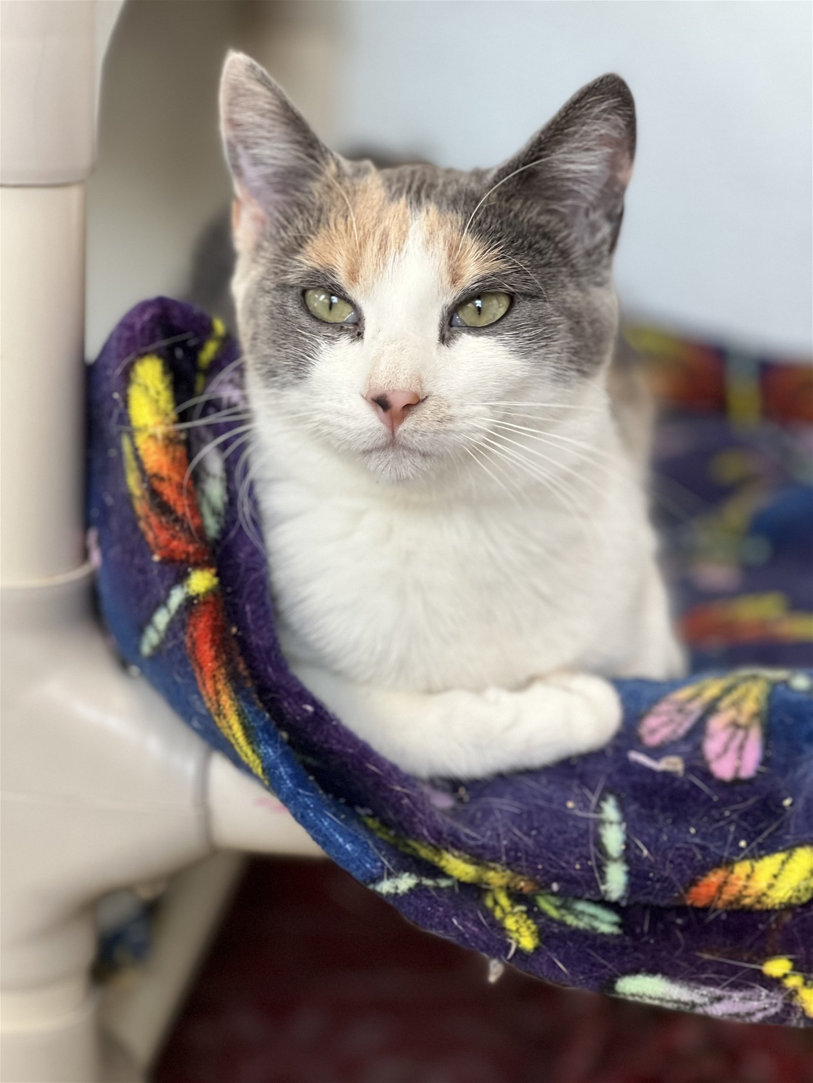 adoptable Cat in Estherville, IA named Traci