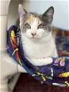 adoptable Cat in , IA named Traci