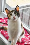 adoptable Cat in estherville, IA named Tina