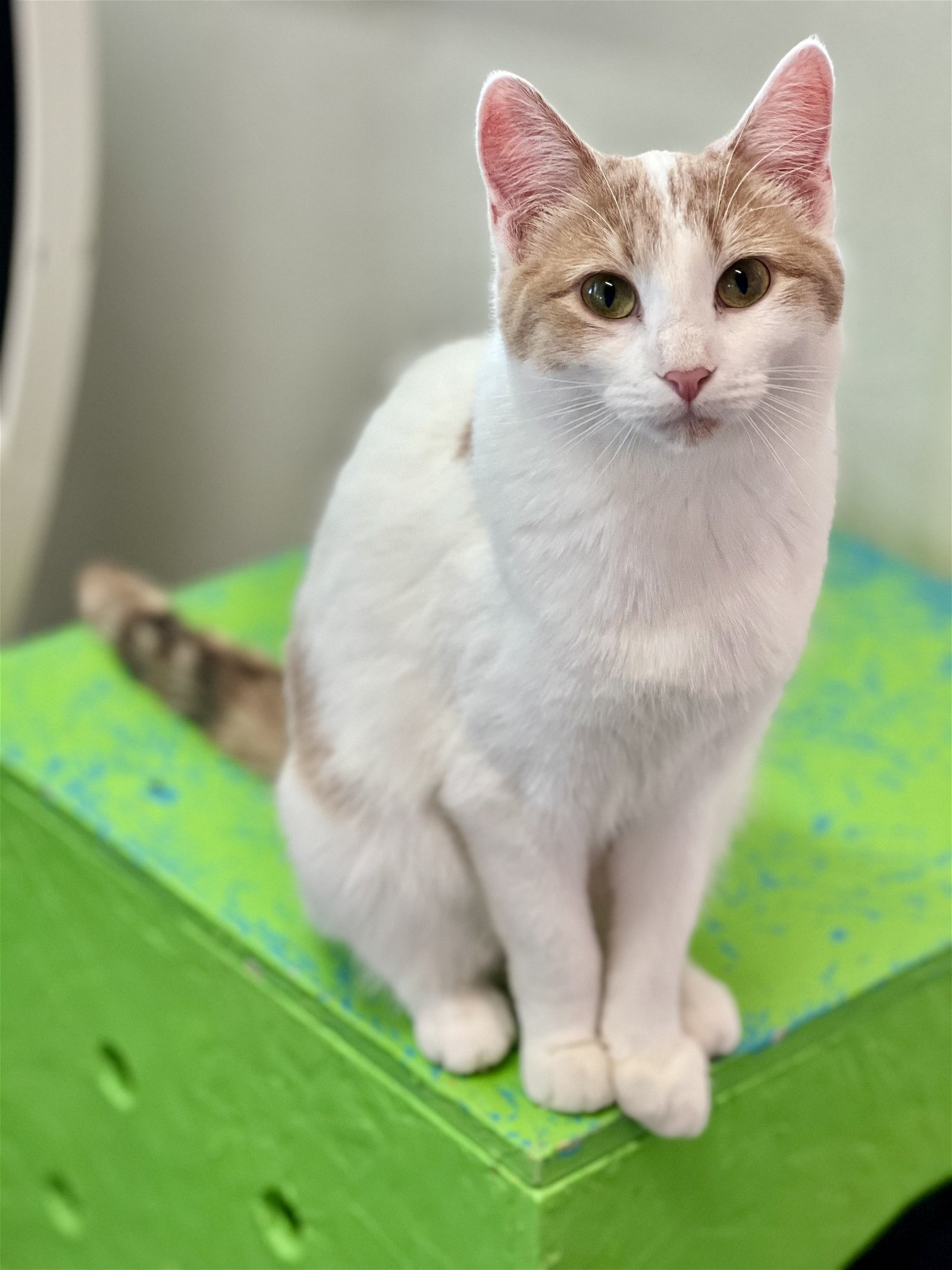 adoptable Cat in Estherville, IA named Tiffany