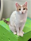 adoptable Cat in estherville, IA named Tiffany