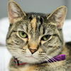 adoptable Cat in , IA named Maisey