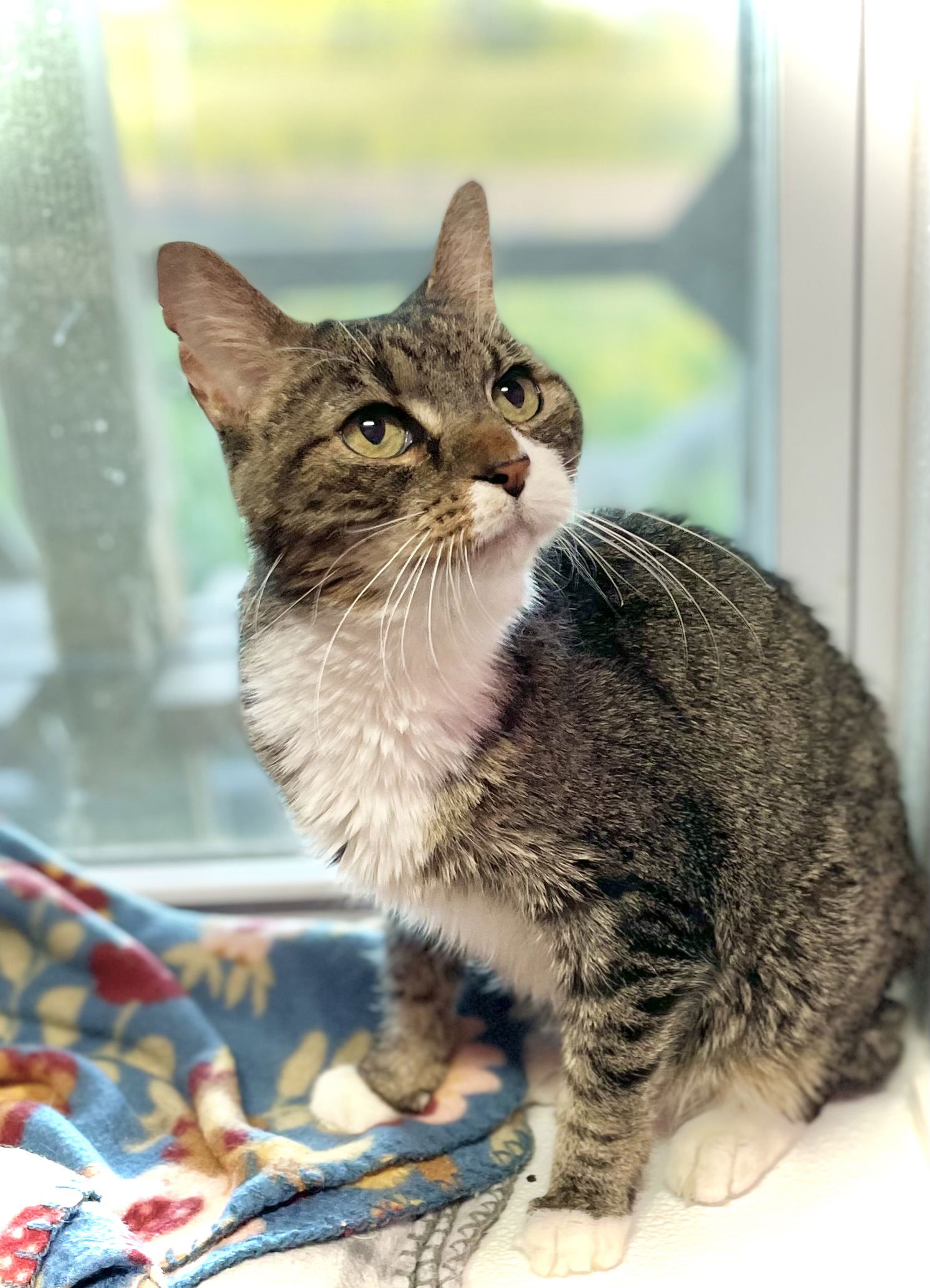 adoptable Cat in Estherville, IA named Georgie