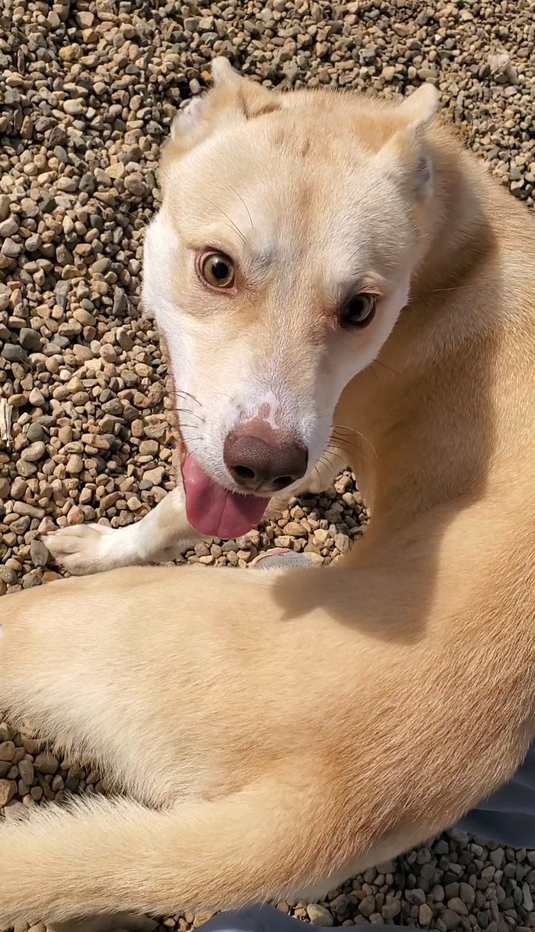 adoptable Dog in Estherville, IA named Casper