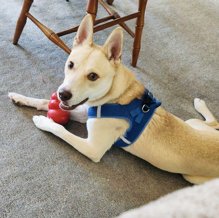 adoptable Dog in Estherville, IA named Casper