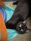 adoptable Cat in estherville, IA named Inky Too