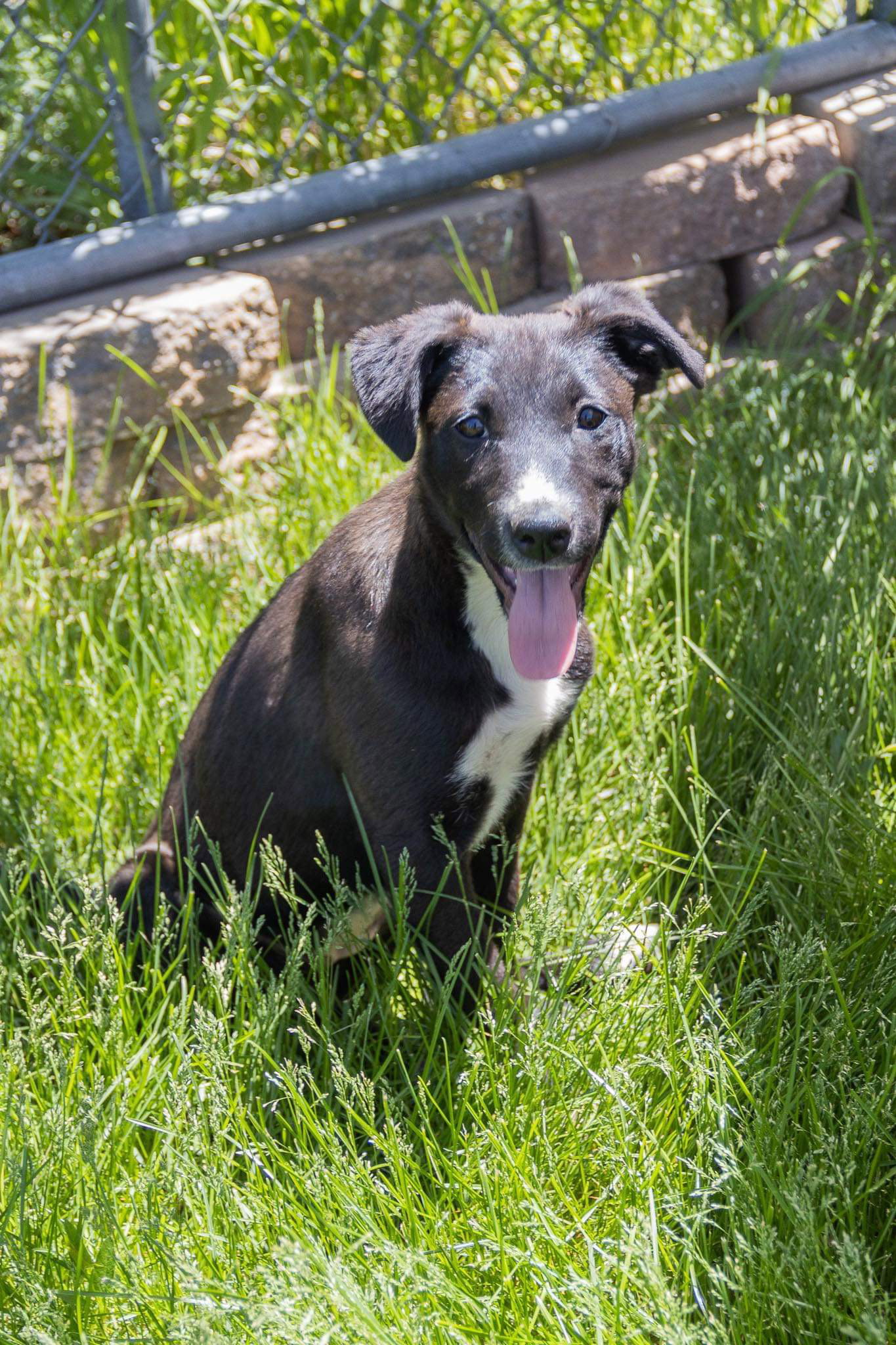 Dog for Adoption LaVerne, a Border Collie in Martin County, MN