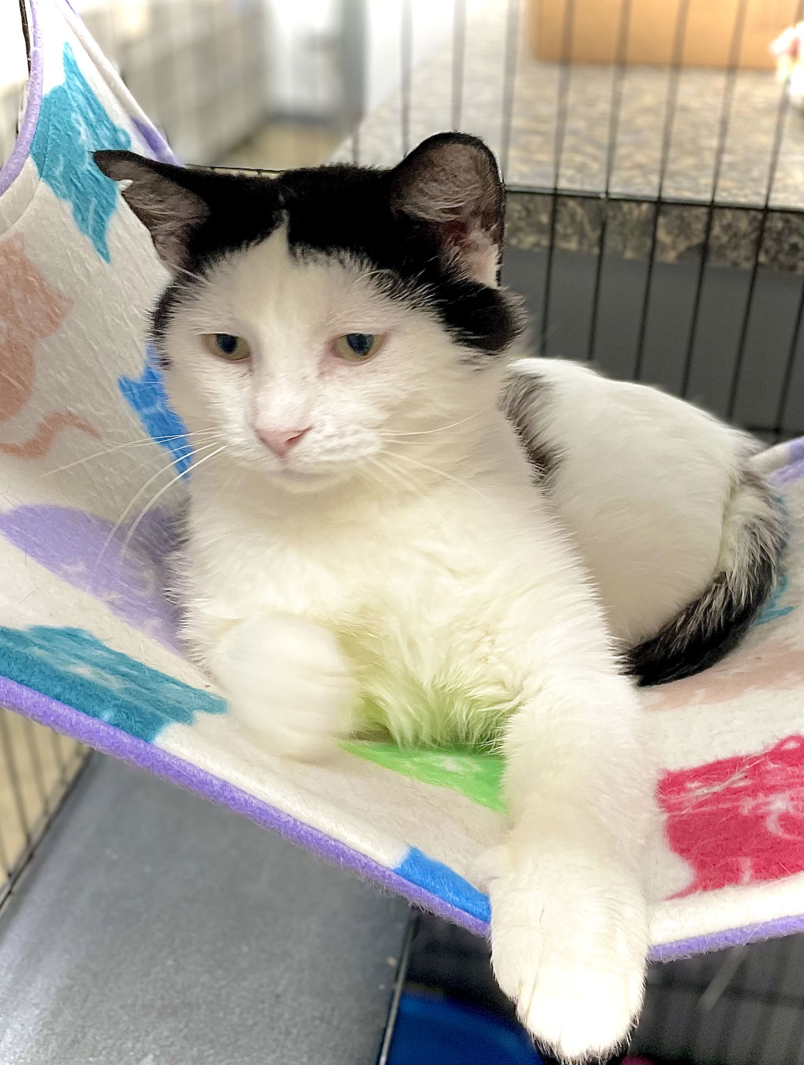 adoptable Cat in Estherville, IA named Clancy