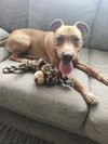 Rusty - Photo 4