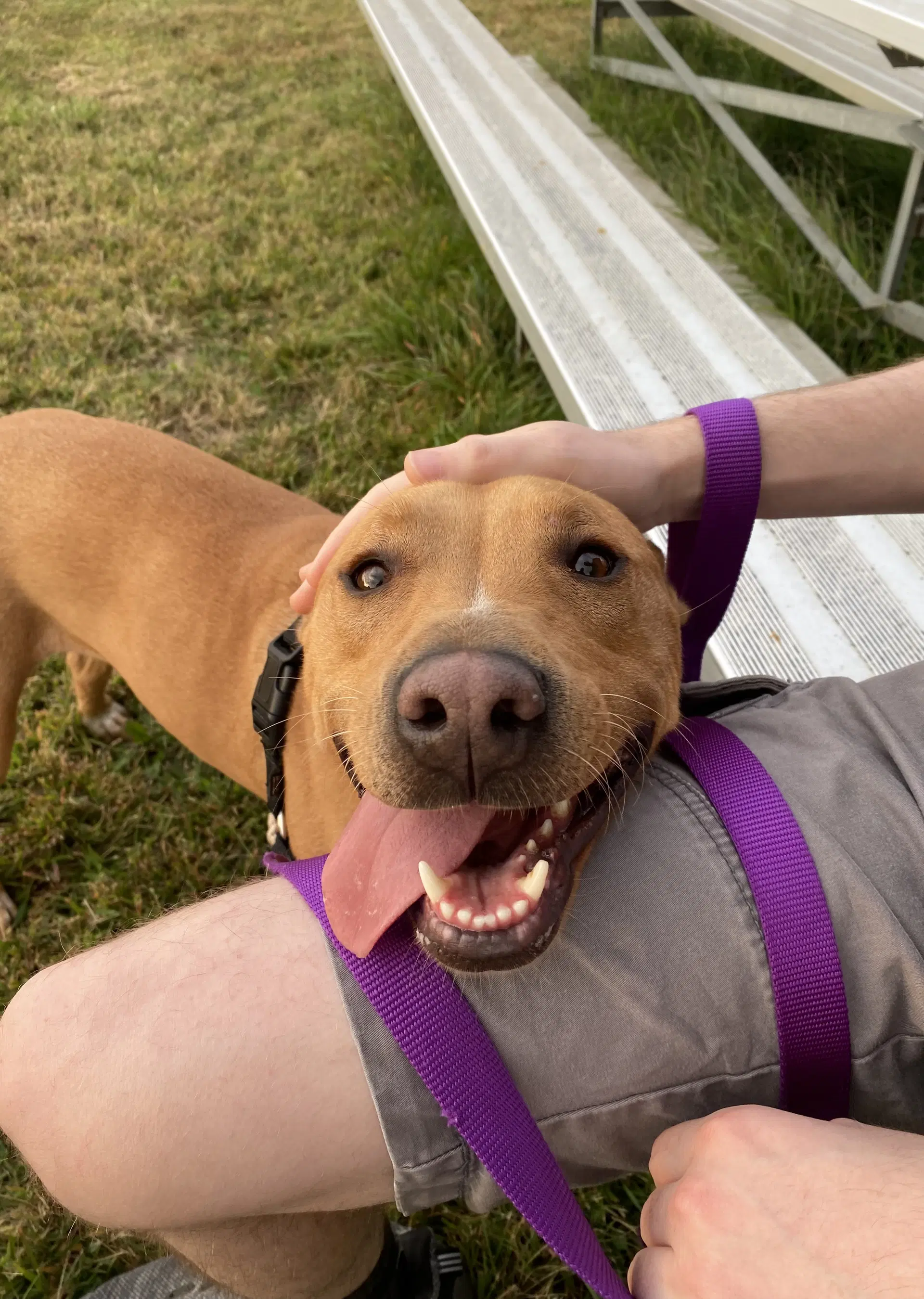 Rusty - Pit Bull Terrier
