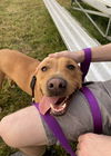 adoptable Dog in Estherville, IA named Rusty