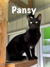 adoptable Cat in estherville, IA named Pansy