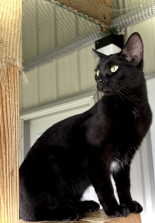 PANSY - Domestic Short Hair available for adoption