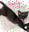 Pansy - Photo 5