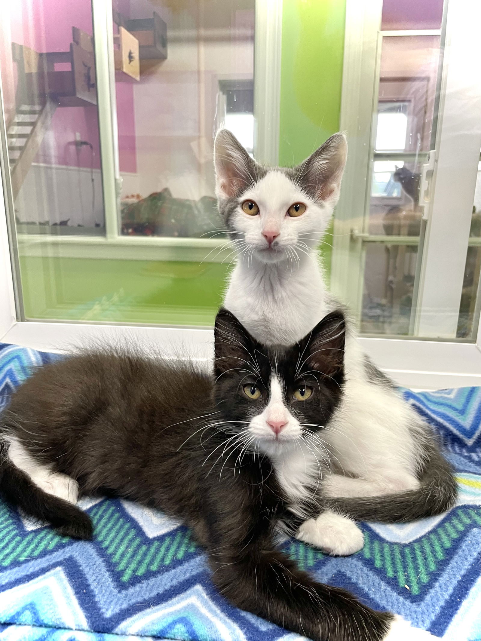 adoptable Cat in Estherville, IA named Pangu