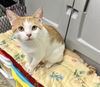 adoptable Cat in Estherville, IA named Casey