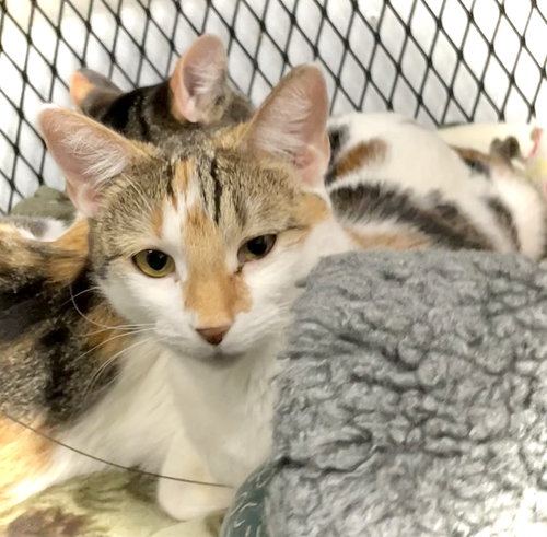 BIANCA - Domestic Short Hair available for adoption