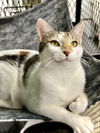 adoptable Cat in Estherville, IA named Bianca