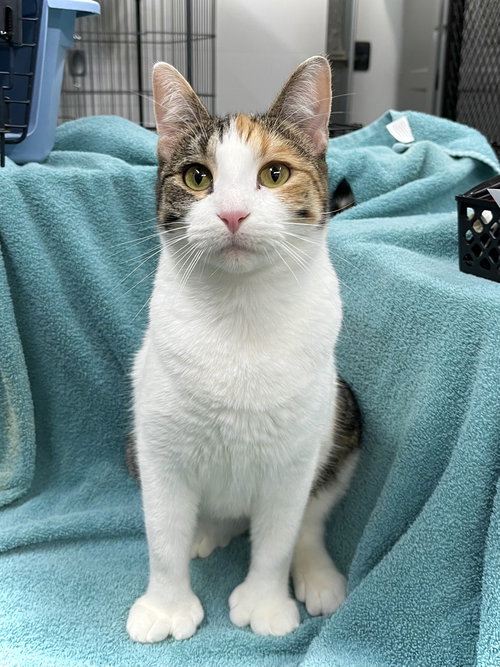 BETHANY - Domestic Short Hair available for adoption