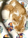 Alvin - Photo 6