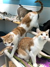 Alvin - Photo 2
