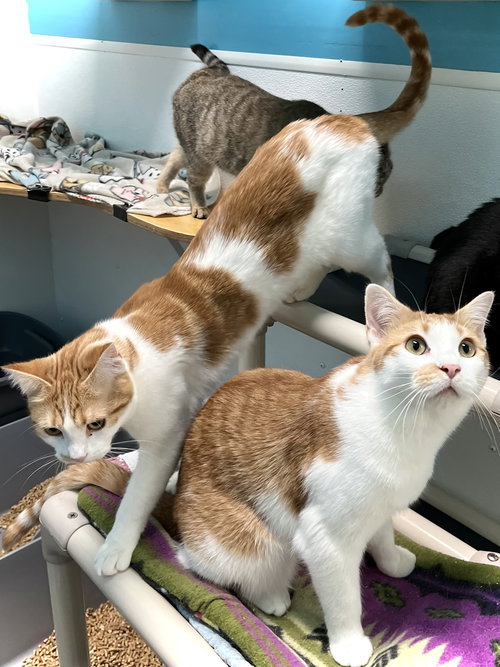 ALVIN - Domestic Short Hair available for adoption