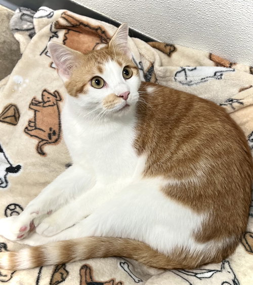 ALVIN - Domestic Short Hair available for adoption