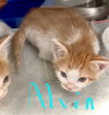 Alvin - Photo 7