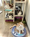 Atticus - Photo 7