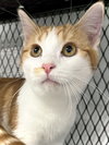 Atticus - Photo 5